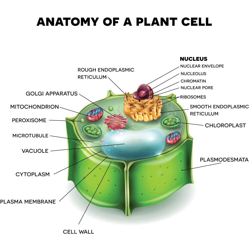 Which scientist concluded that all plants are composed of cells?
