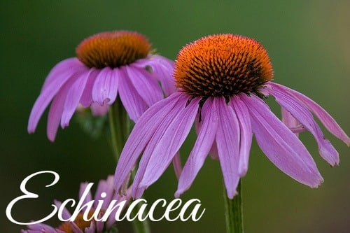 Echinacea2